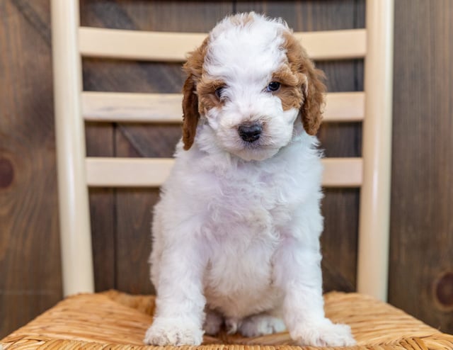 Ozzy came from LuLu and Milo's litter of F1B Goldendoodles