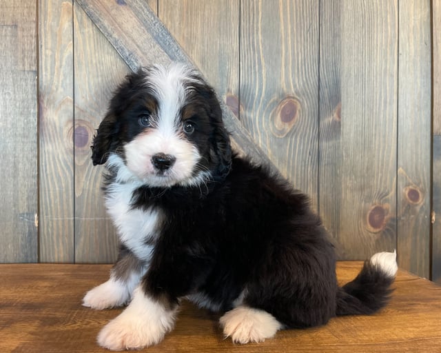 Zed came from Della and Bentley's litter of F1 Bernedoodles