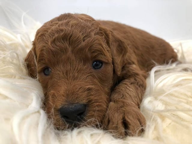 Another great picture of Haze, a Goldendoodles puppy