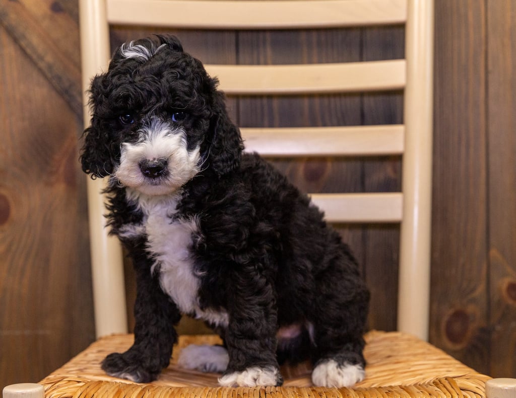 Gidget is an F1B Sheepadoodle that should have  and is currently living in Nebraska