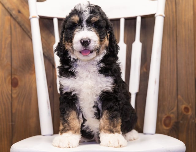 Gerald came from Kiaya and Bentley's litter of F1 Bernedoodles