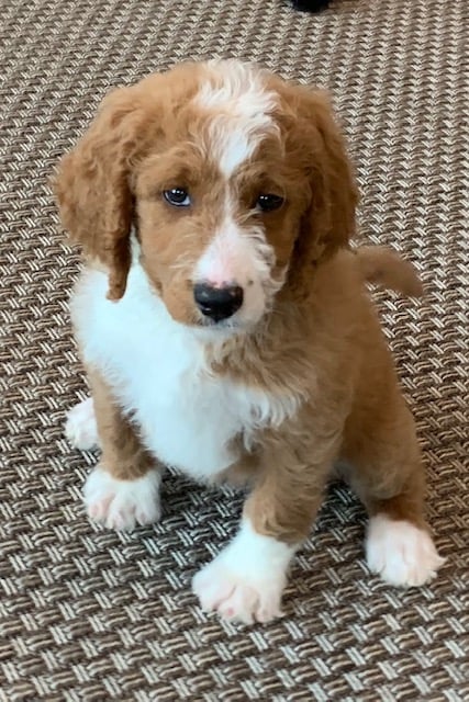 A picture of a Ella, one of our Mini Goldendoodles puppies that went to their home in Iowa