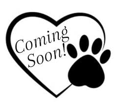 A litter of Mini Goldendoodles raised in Iowa by Poodles 2 Doodles