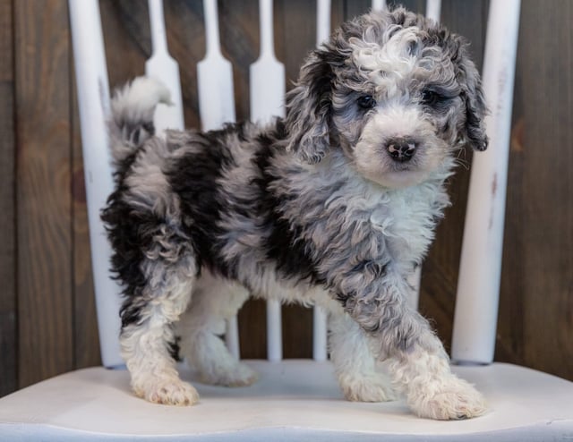 A picture of a Odin, one of our Mini Sheepadoodles puppies that went to their home in Illinois