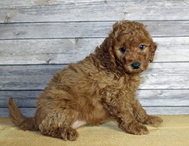 Uma came from Penny and Taylor's litter of F1B Goldendoodles