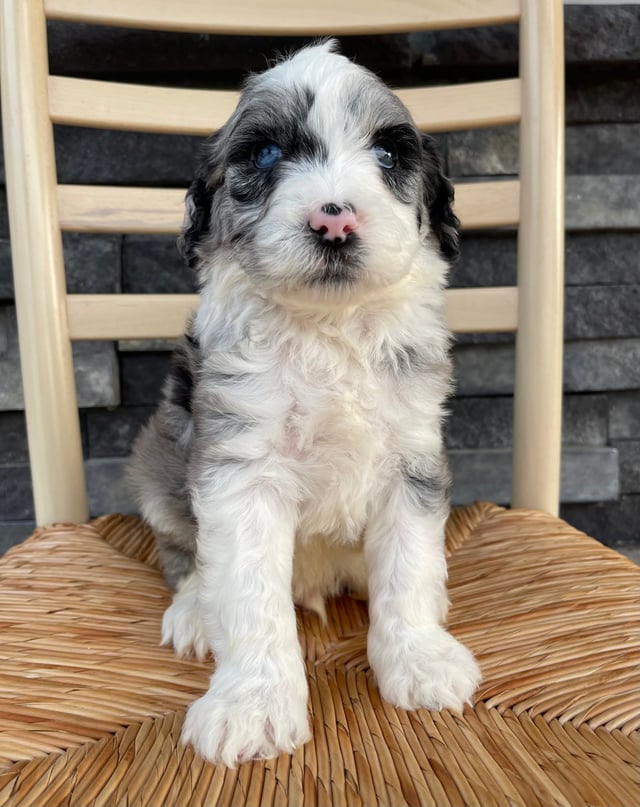 Blake came from Elsa and Merlin's litter of F1 Sheepadoodles