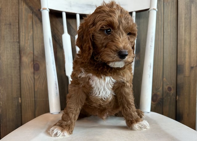 Owen is an F1BB Goldendoodle that should have  and is currently living in Iowa 