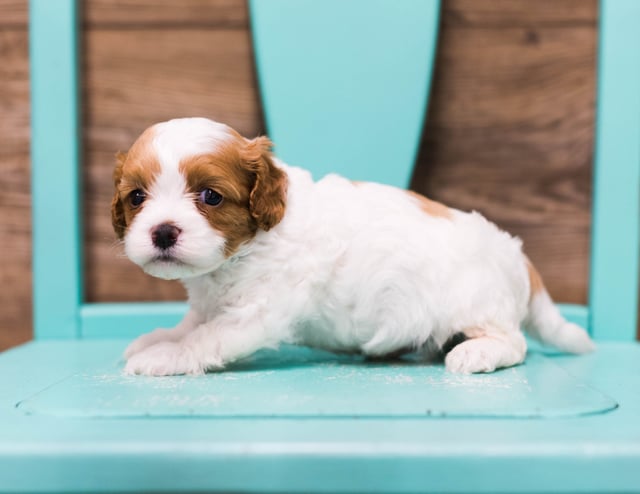 Fargo came from Daisy and Taylor's litter of F1 Cavapoos