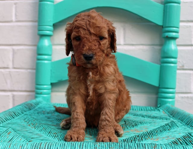 A litter of Standard Irish Doodles raised in Iowa by Poodles 2 Doodles