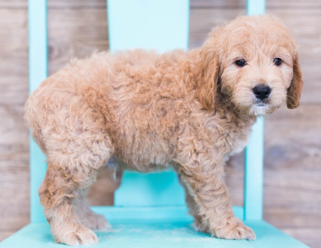 Oatmeal is an F1 Goldendoodle that should have  and is currently living in Illinois