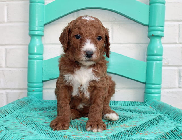 A litter of Standard Irish Doodles raised in Iowa by Poodles 2 Doodles