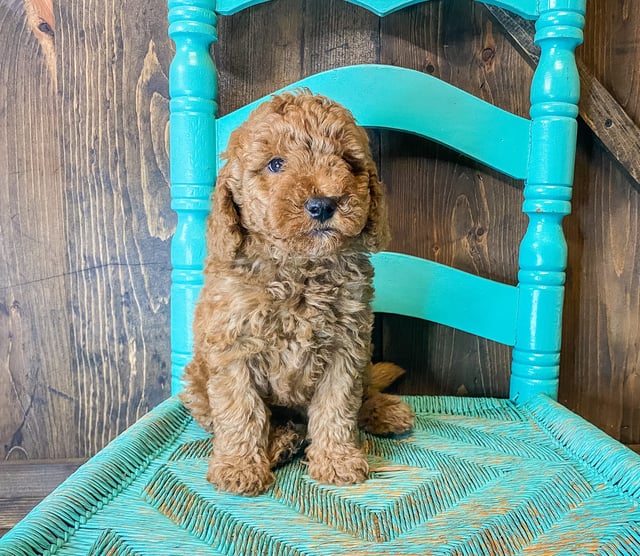 Wilson came from Cora and Toby's litter of F1BB Goldendoodles