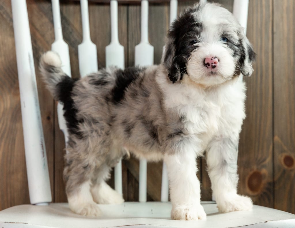 A picture of a Luke, one of our Mini Sheepadoodles puppies that went to their home in Texas