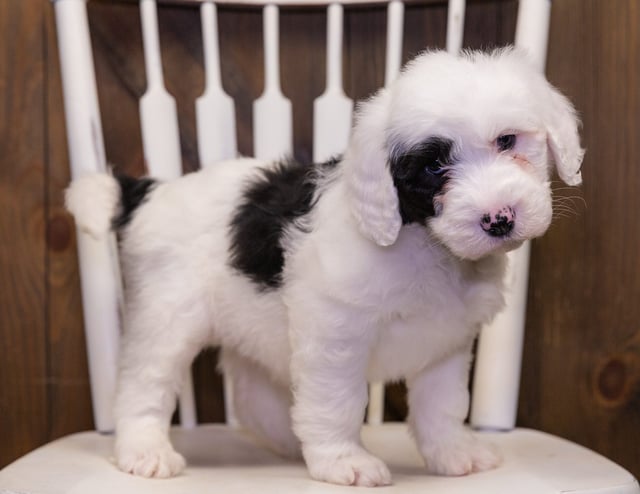 A picture of a Naala, one of our Standard Sheepadoodles puppies that went to their home in Minnesota