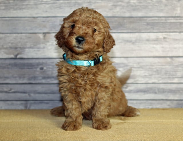 A picture of a Unise, one of our Mini Goldendoodles puppies that went to their home in Iowa