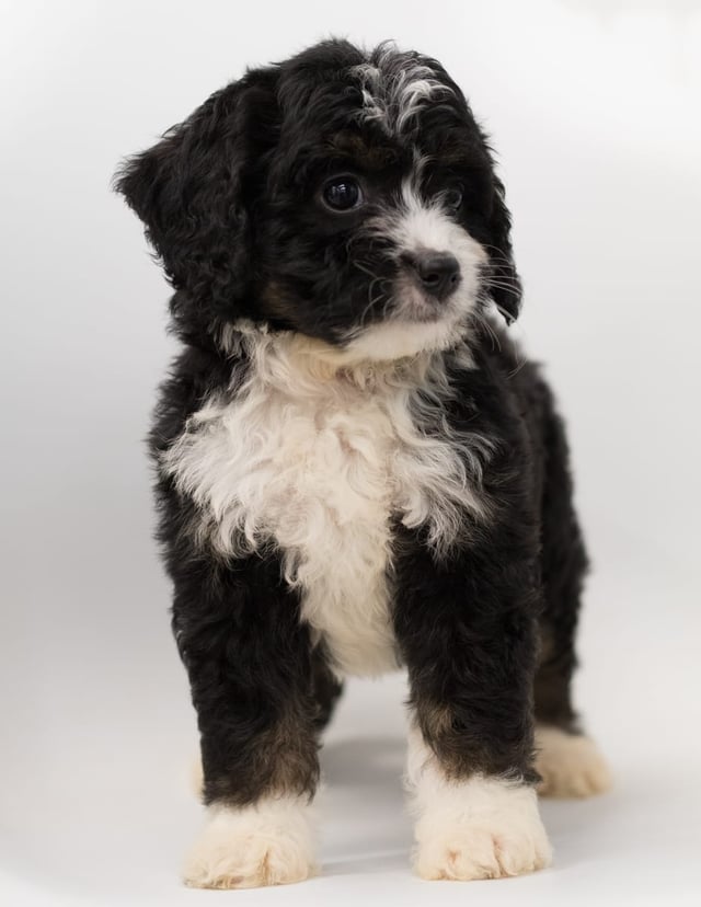 A picture of a Benz, a gorgeous  Bernedoodles for sale
