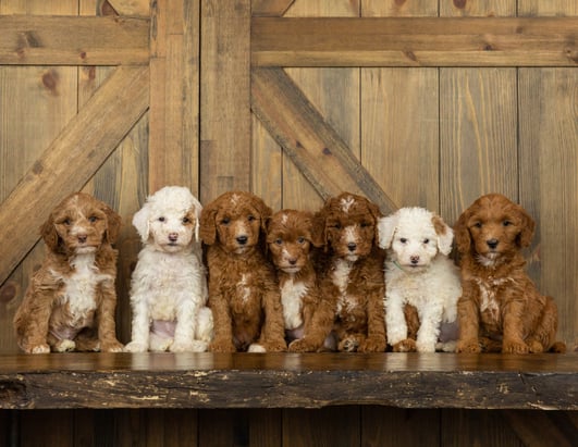 A litter of Mini Goldendoodles raised in United States by Poodles 2 Doodles