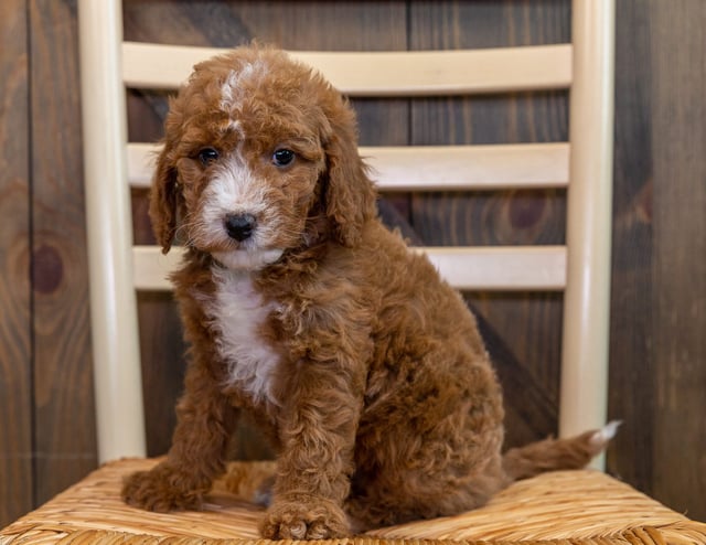 Oakely is an F1B Goldendoodle that should have  and is currently living in Iowa