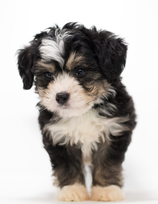 Fritz is an F1 Bernedoodle for sale in Iowa.
