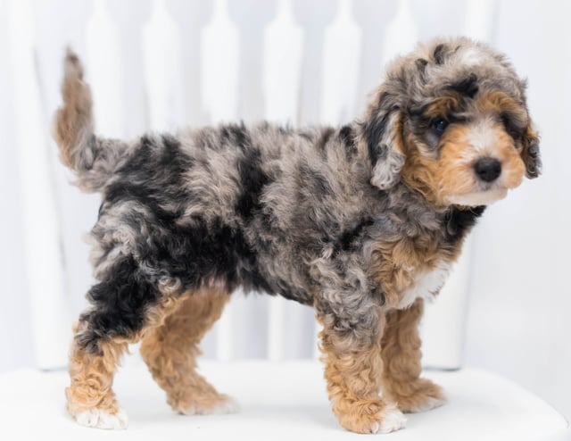 JoJo came from Raven and Ozzy's litter of F1BB Bernedoodles