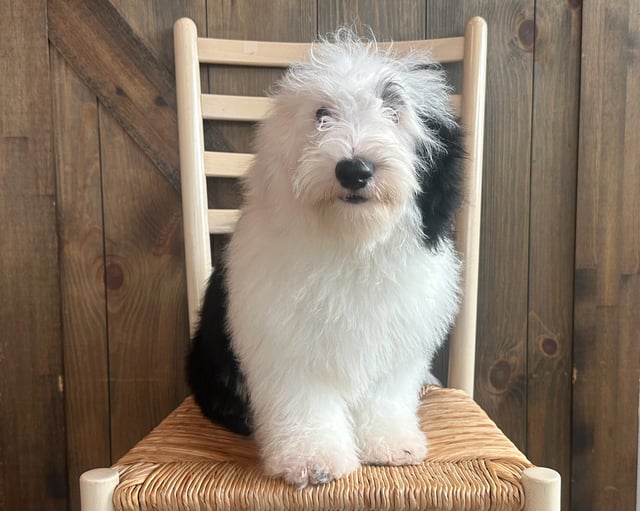 A picture of a Pat, one of our Mini Sheepadoodles puppies that went to their home in Nebraska