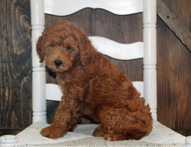 Allison is an F2B Goldendoodle for sale in Iowa.