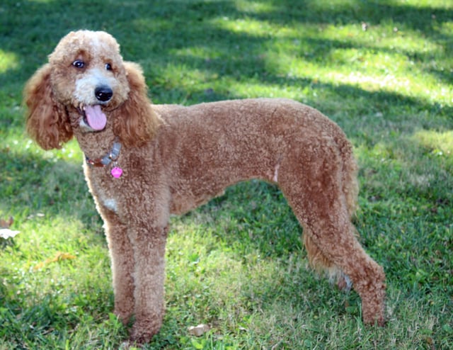 LuLu is an F1B Goldendoodle and a mother here at Poodles 2 Doodles, Sheepadoodle and Bernedoodle breeder from Iowa