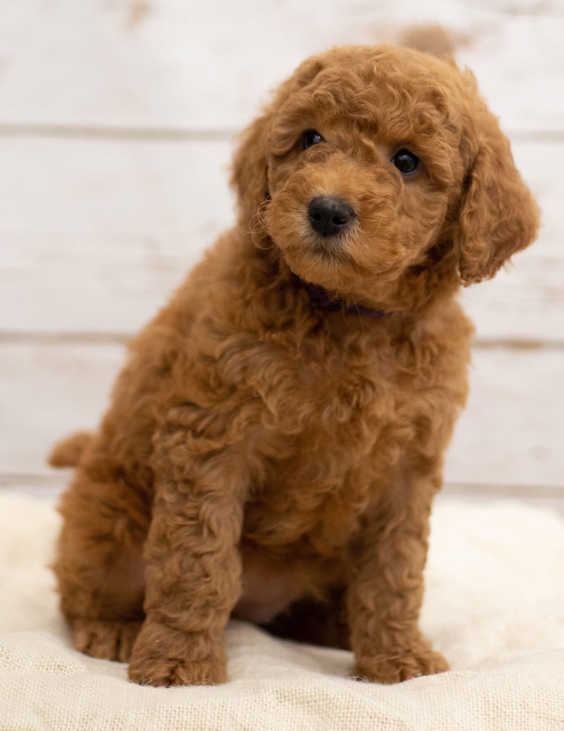 Katie came from Tatum and Teddy's litter of F2B Goldendoodles