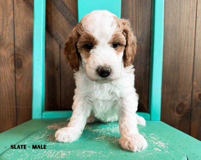Goldendoodles bred in in Iowa by Poodles 2 Doodles