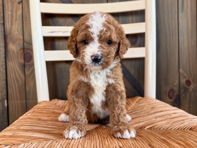 A picture of a Hayes, a gorgeous Standard Goldendoodles for sale
