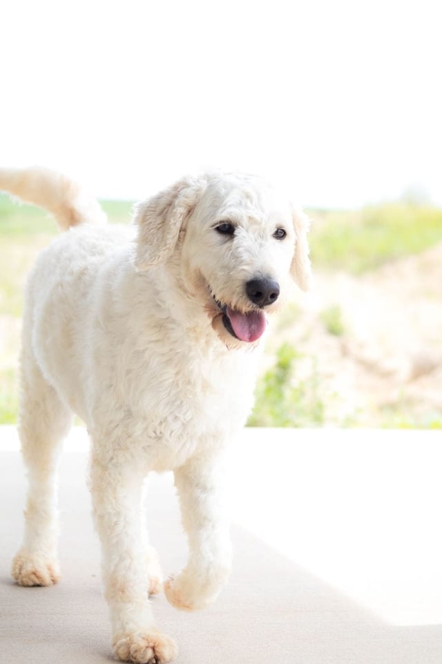 Maci is an F1 Goldendoodle and a mother here at Poodles 2 Doodles, Sheepadoodle and Bernedoodle breeder from Iowa