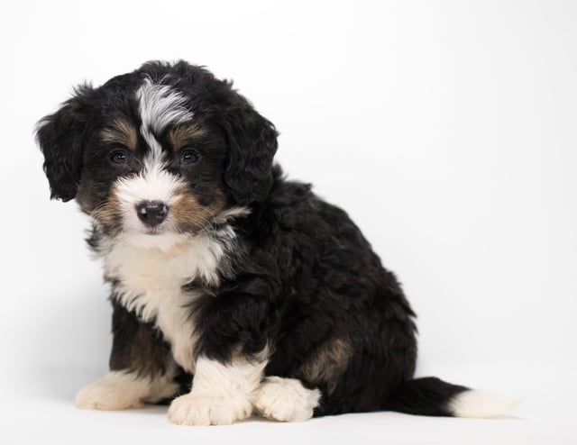 Another great picture of Foz, a Bernedoodles puppy