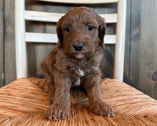 A picture of a Pablo, a gorgeous Standard Goldendoodles for sale