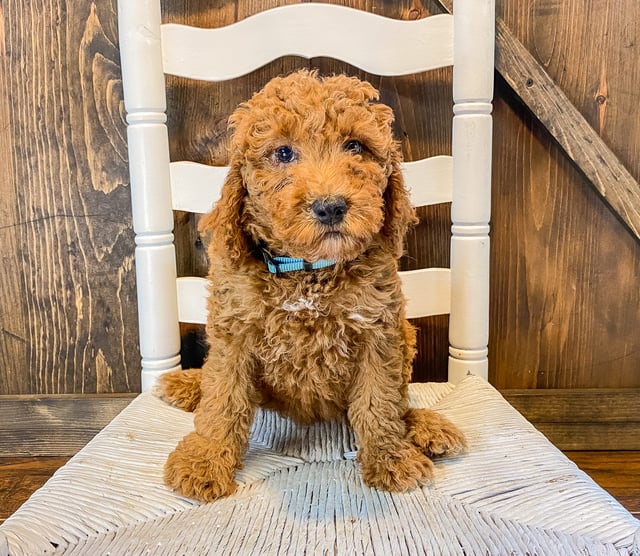 Wendy came from Cora and Toby's litter of F1BB Goldendoodles