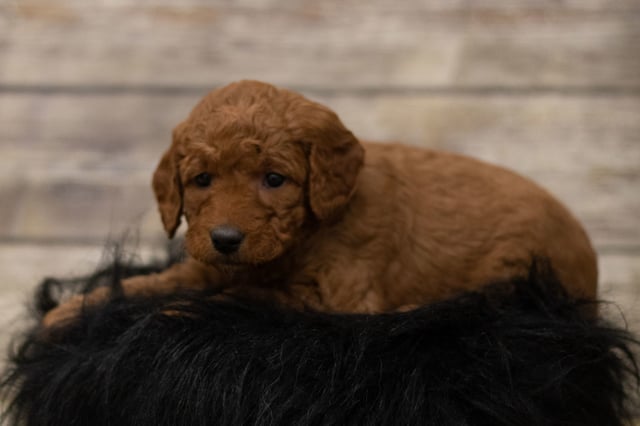 Hula is an F1 Goldendoodle for sale in Iowa.