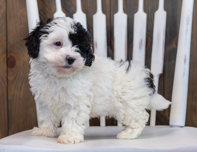 Lucy is an F1BB Sheepadoodle that should have  and is currently living in Illinois