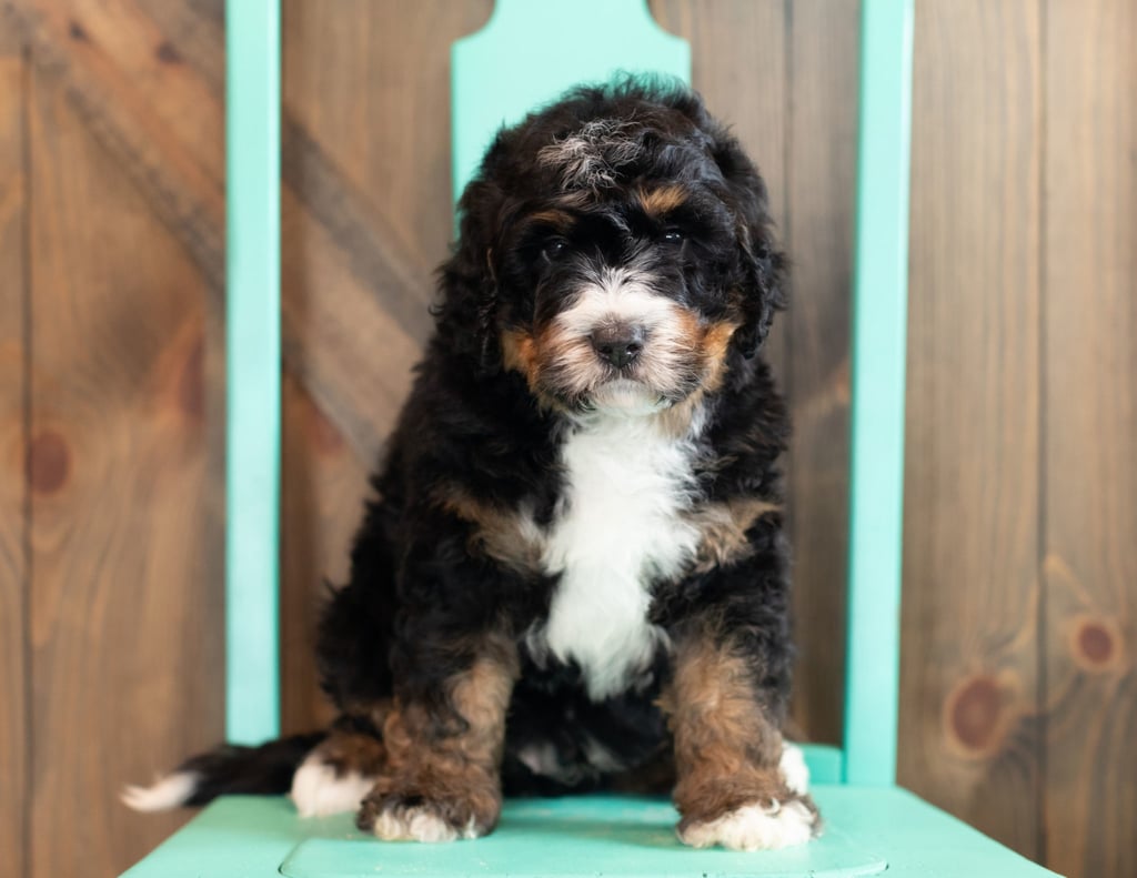 A picture of a Al, one of our Standard Bernedoodles puppies that went to their home in Nebraska