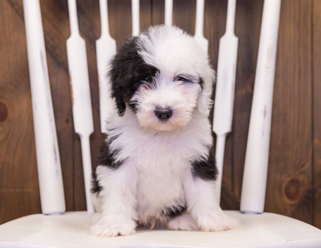 Fluffy is an F1 Sheepadoodle that should have  and is currently living in Pennsylvania