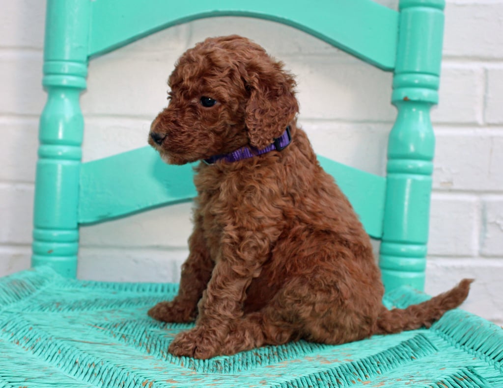 Meadow is an F1BB Irish Doodle that should have  and is currently living in Minnesota 