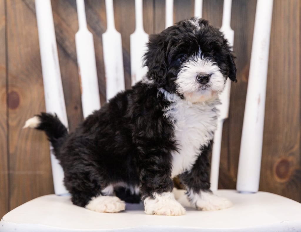 A picture of a Macy, one of our  Bernedoodles puppies that went to their home in Connecticut