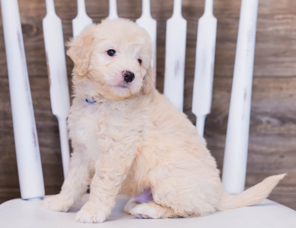 Vander is an F1 Goldendoodle that should have  and is currently living in Illinois