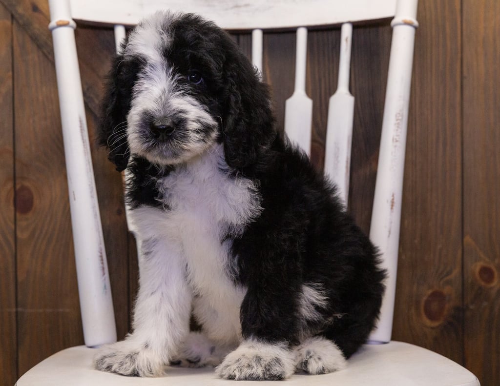 Bama is an F1 Sheepadoodle that should have  and is currently living in New Mexico