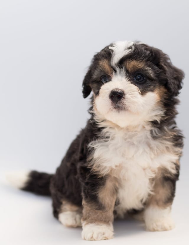 Bell came from Bell and Stanley's litter of F1 Bernedoodles