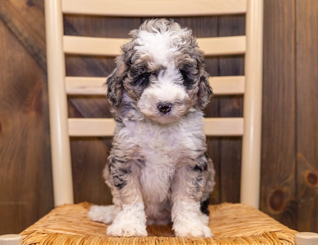 Sheepadoodles bred in in Iowa by Poodles 2 Doodles