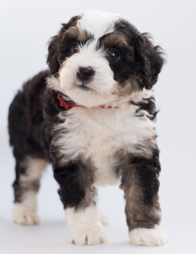 Another great picture of Bean, a Bernedoodles puppy