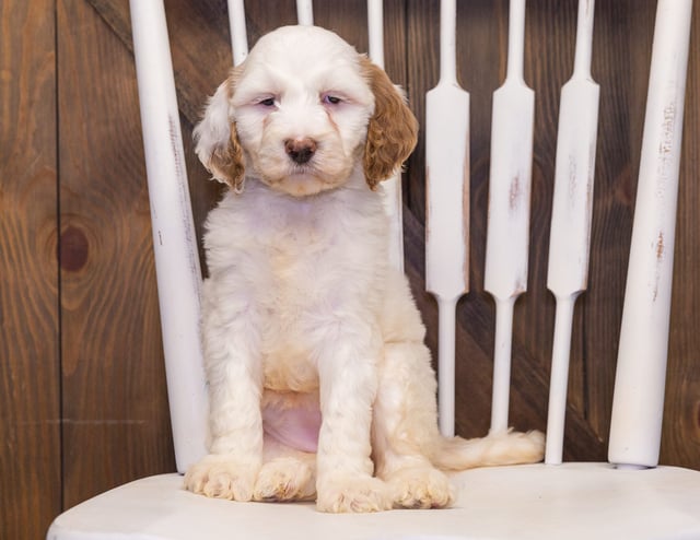 Compare and contrast Goldendoodles with other doodle types on our breed comparison page