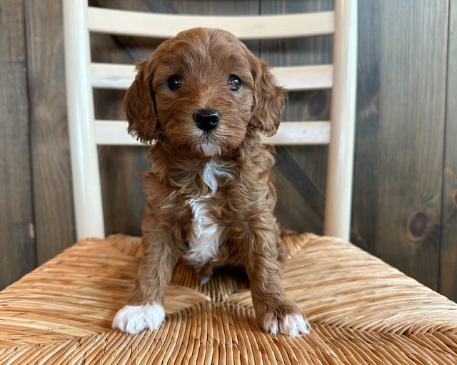 A picture of a Oliver, a gorgeous Petite Cavapoos for sale