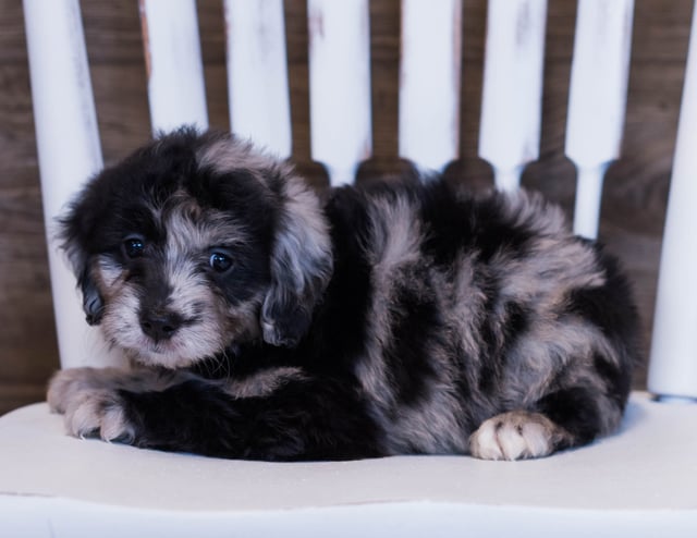 Velma is an F1 Goldendoodle that should have  and is currently living in Kansas