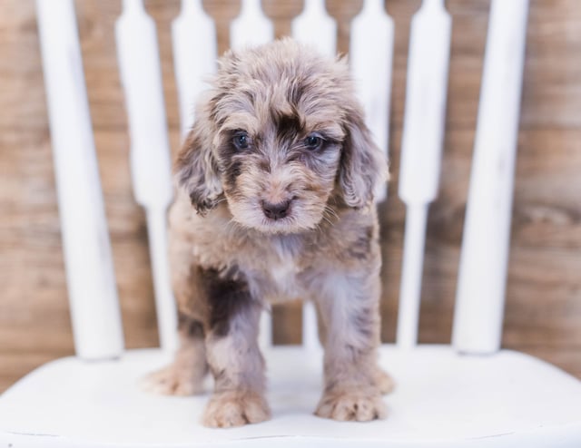 A picture of a Aick, one of our Standard Goldendoodles puppies that went to their home in California