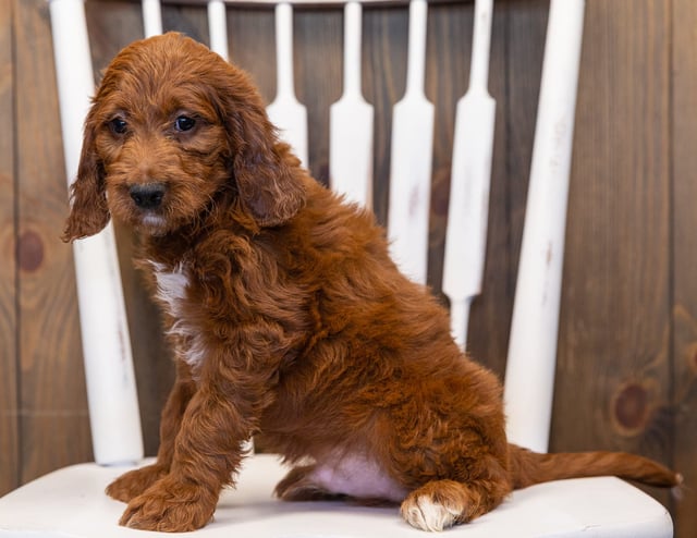 King is an F1 Irish Doodle that should have  and is currently living in Washington DC